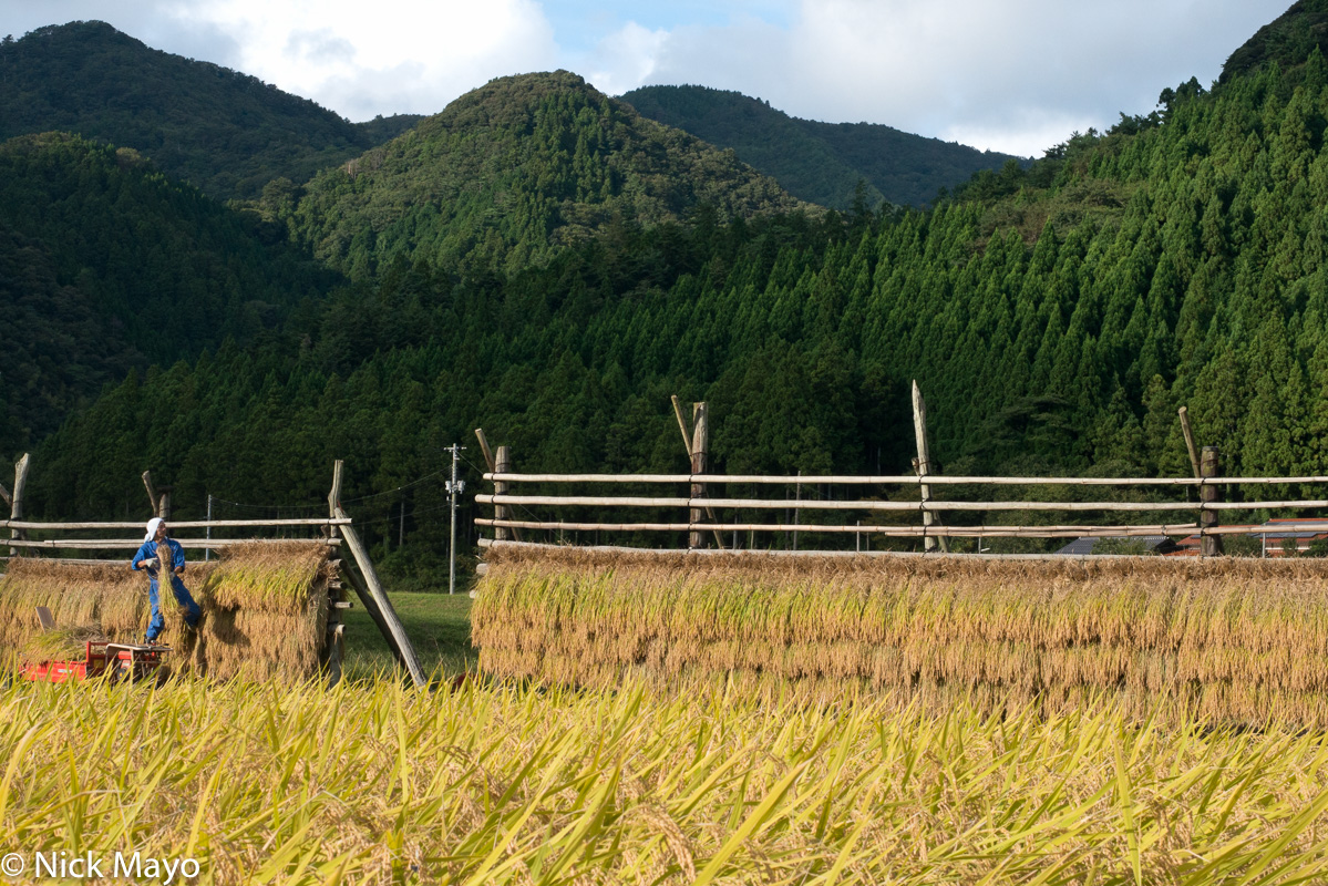 A farmer hanging paddy rice on a drying rack at sunset on Dogo in the Oki Islands.