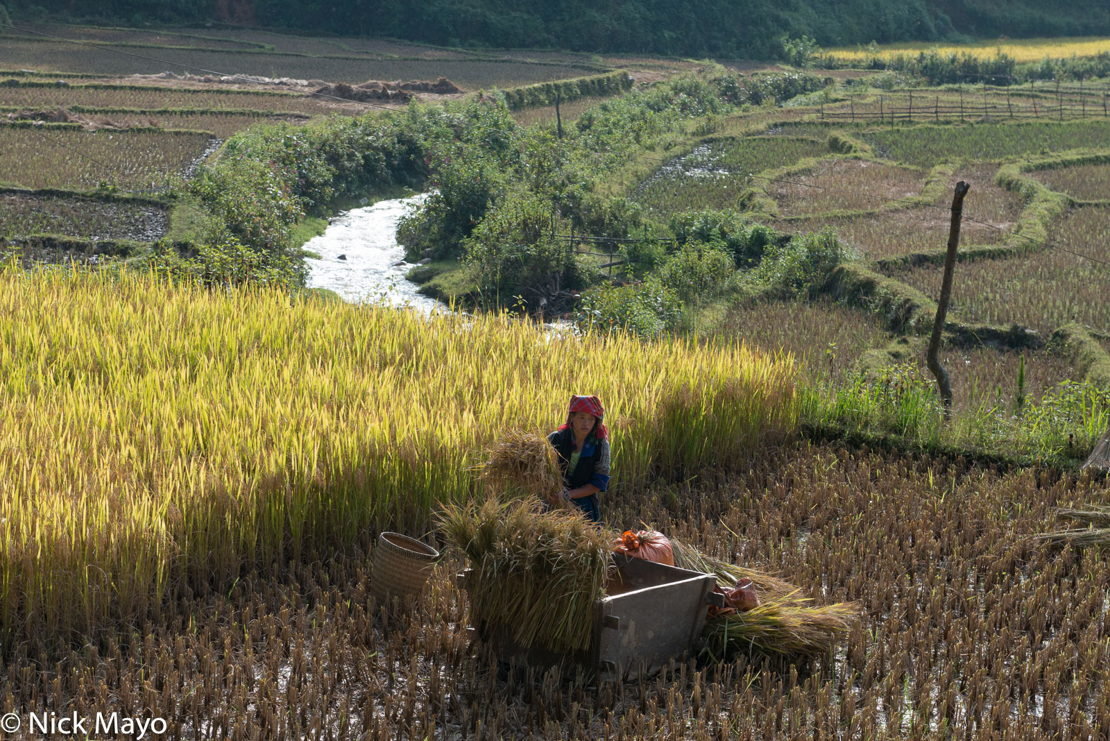 A Blue Hmong woman threshing paddy rice to be carried from the fields by wicker basket near Mu Cang Chai.