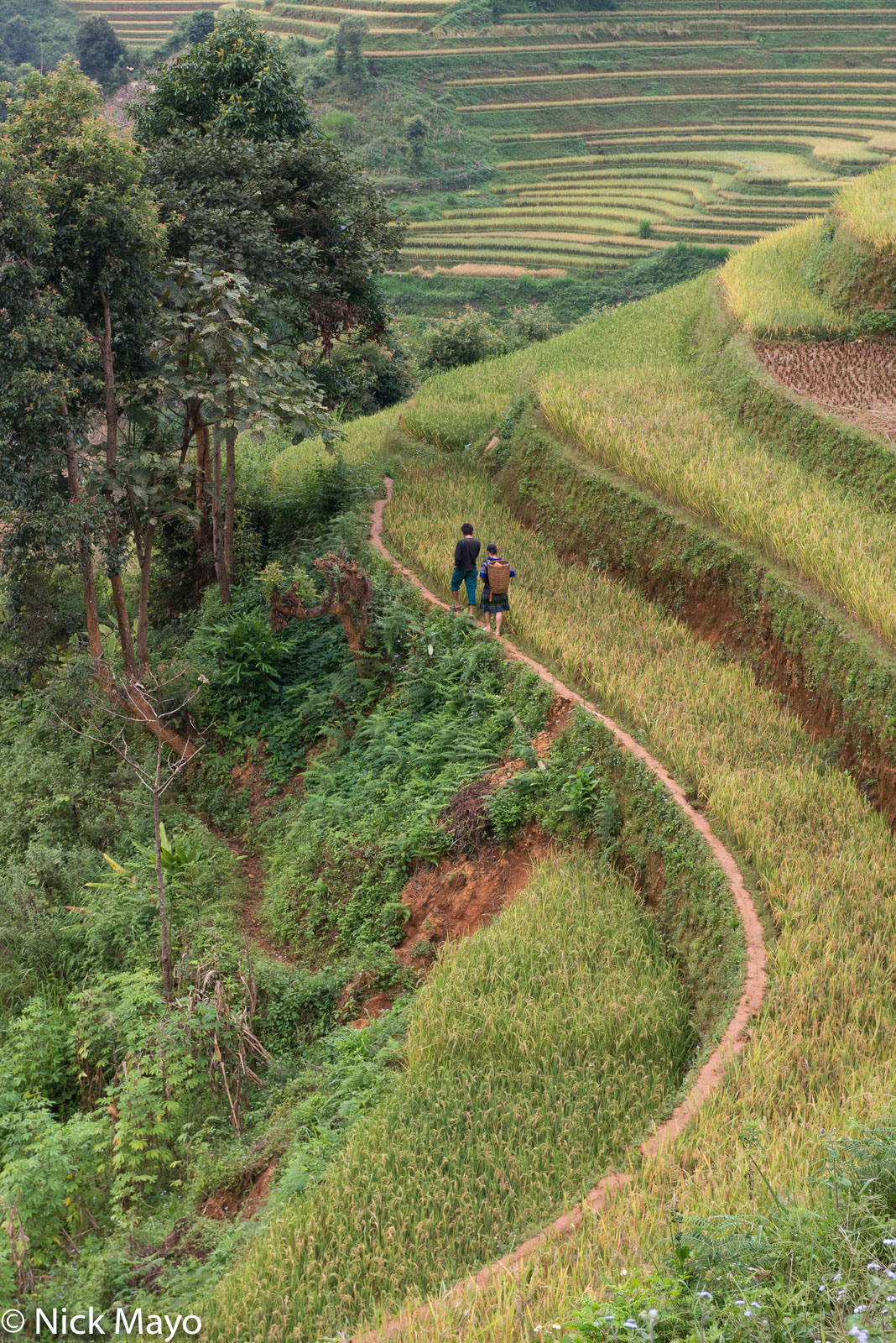 Blue Hmong farmers walking to their paddy rice fields in the Mu Cang Chai valley.