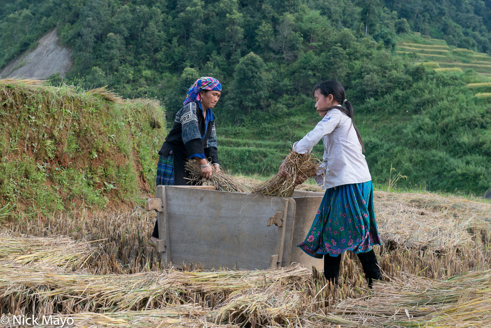 Two Blue Hmong women hand threshing paddy rice in the Mu Cang Chai valley.