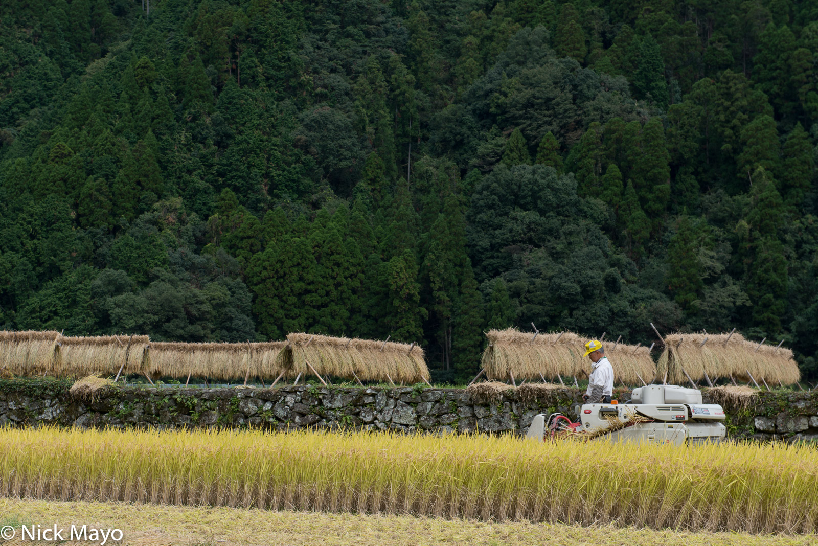 Farmer harvesting paddy rice adjacent to a field holding drying racks near Obuchi in Fukuoka prefecture.