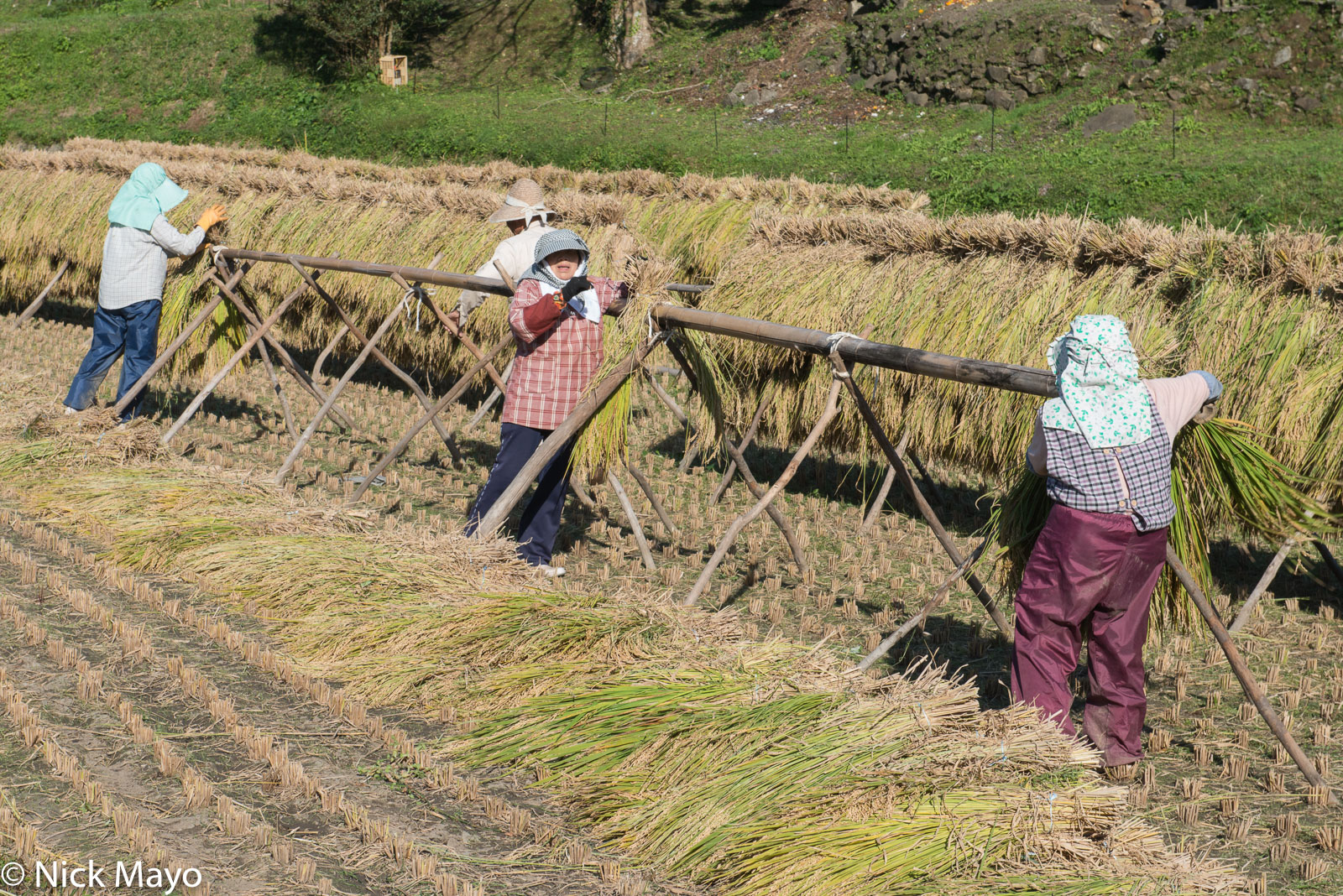 Farmers tying cut paddy rice to drying racks at Shikamachi in Nagasaki prefecture.