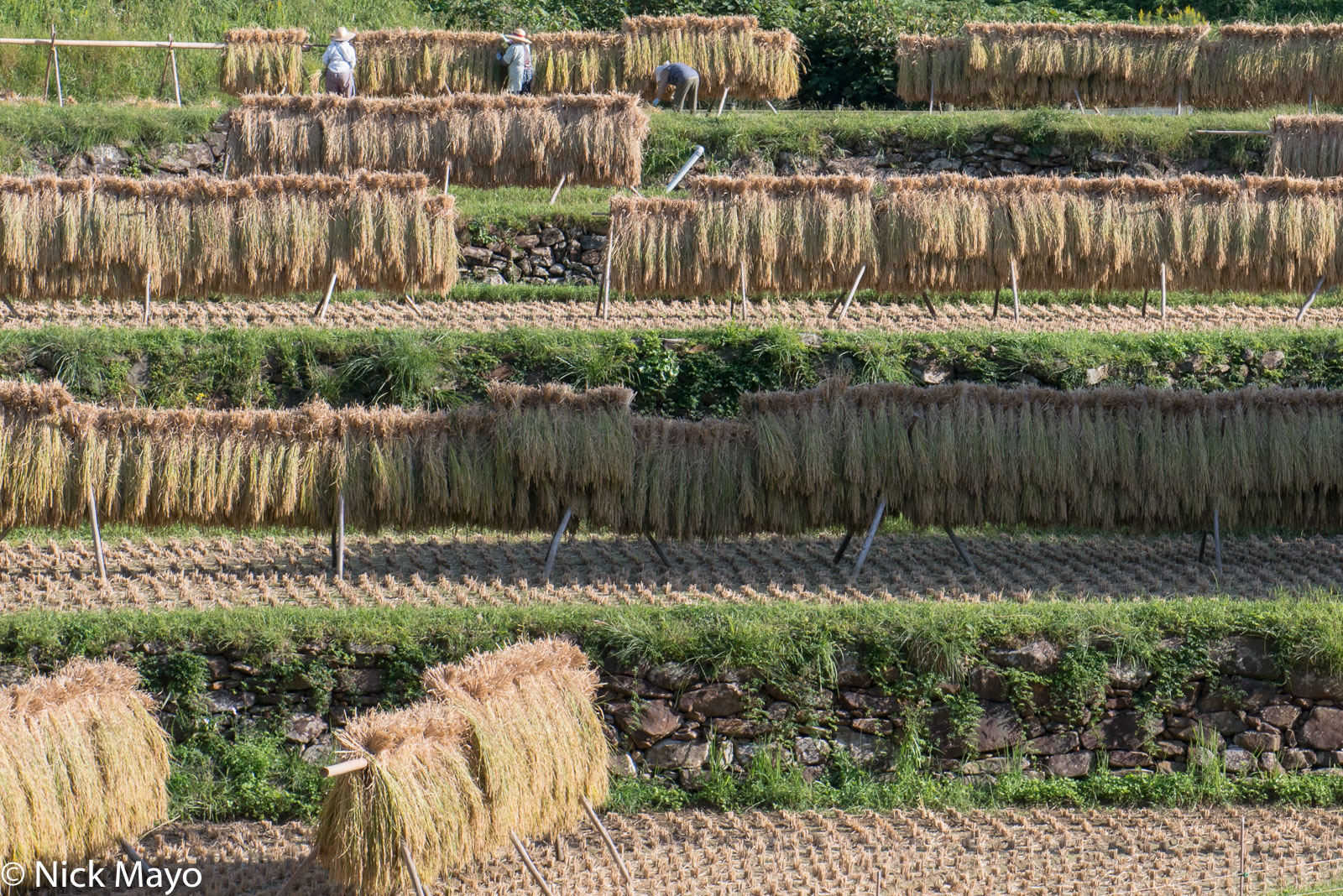 Drying racks of paddy rice at Shikamachi in Nagasaki prefecture.