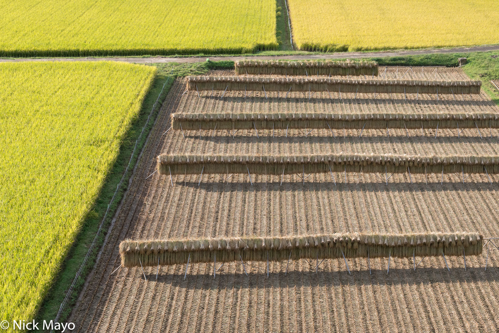 Drying racks of paddy rice near Imari in Saga prefecture.