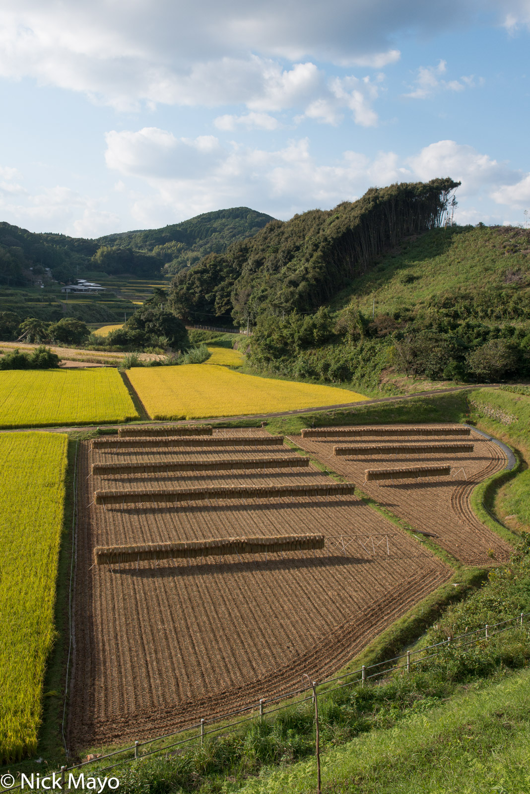 Drying racks of cut paddy rice near Imari in Saga prefecture.