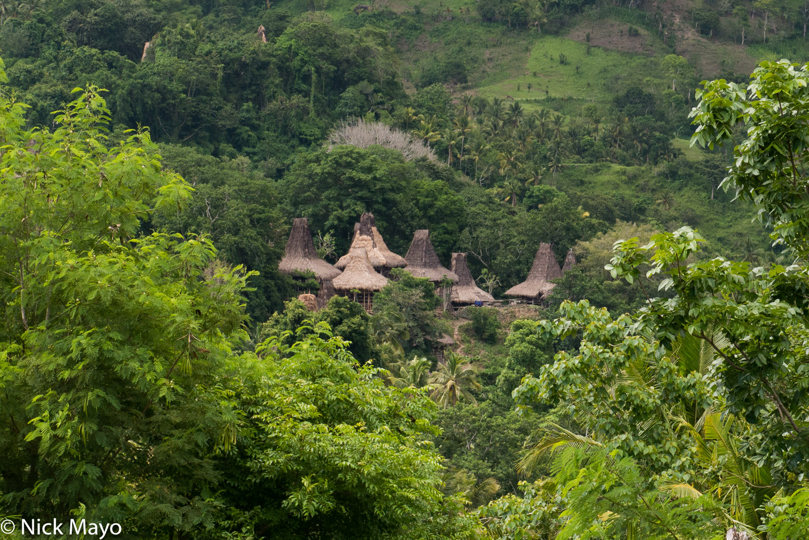 A village of peaked roof houses thatched with alang grass in West Sumba Regency.