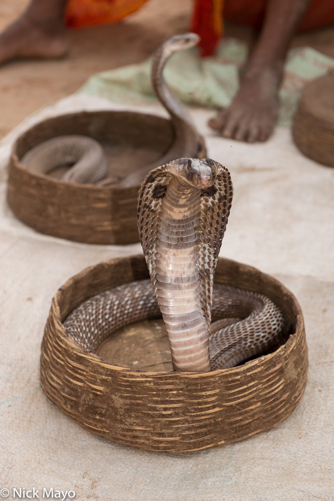 A cobra in the Gond snake catchers' village of Bogla.