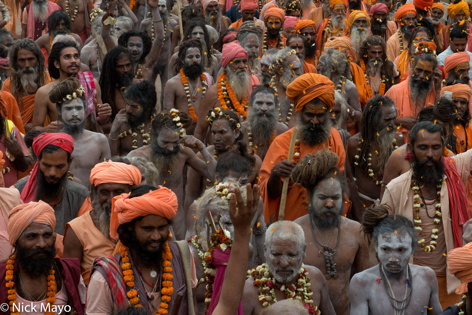 Petals being thrown on sadhus in the Shivaratri festival procession at Rajim.