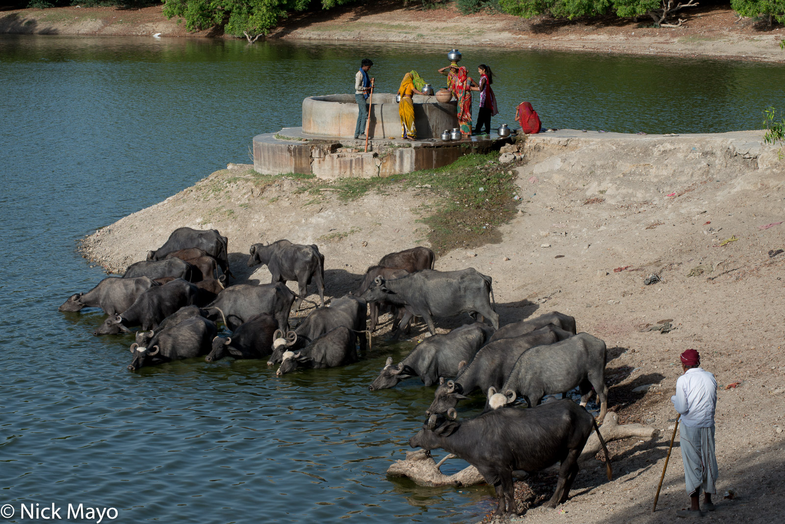 Village women fetching water while water buffalo take their evening drink at Ambala.