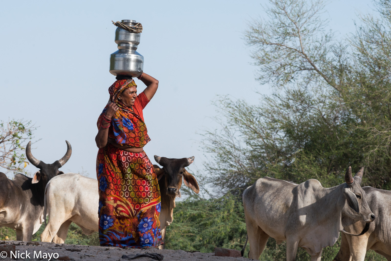 A woman walking home past cows after fetching water from the village pond at Ambala.