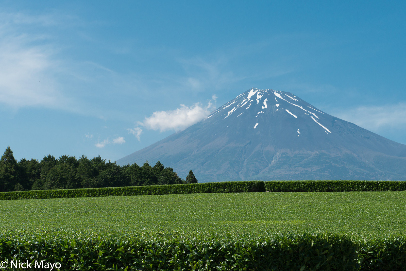 A tea field at Fujinomiya below Mt. Fuji.