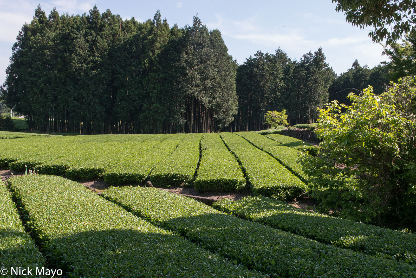 A tea field at Fujinomiya.