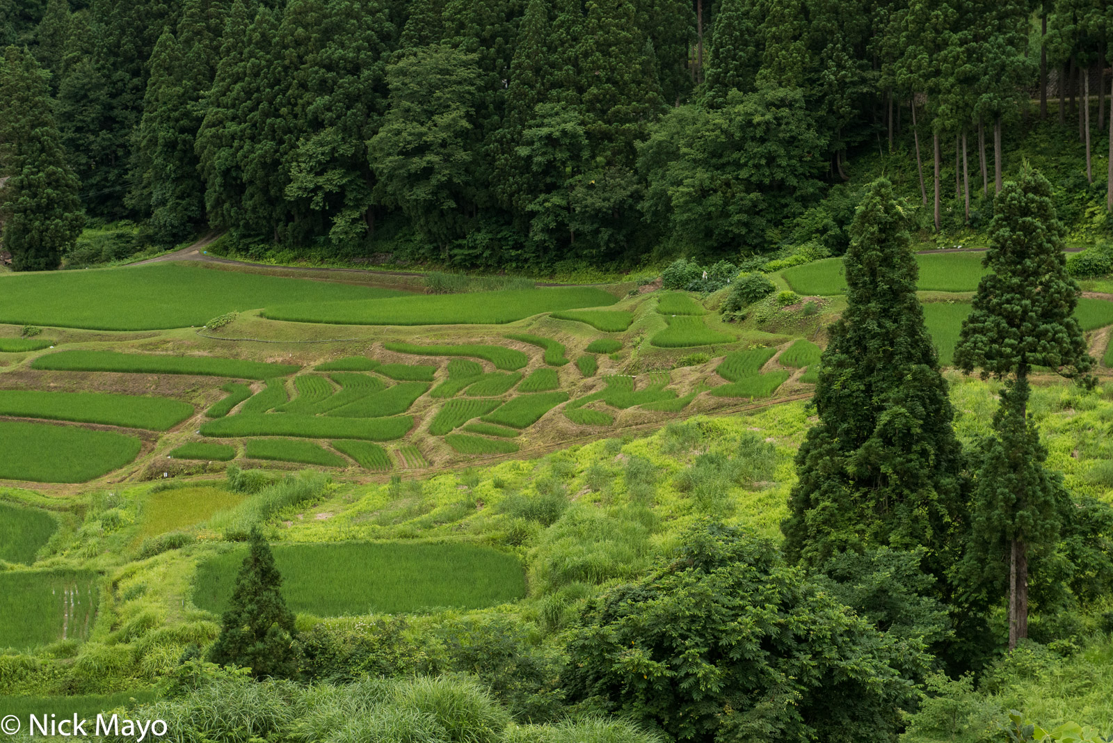 Paddy rice terraces at Matsunoyama.