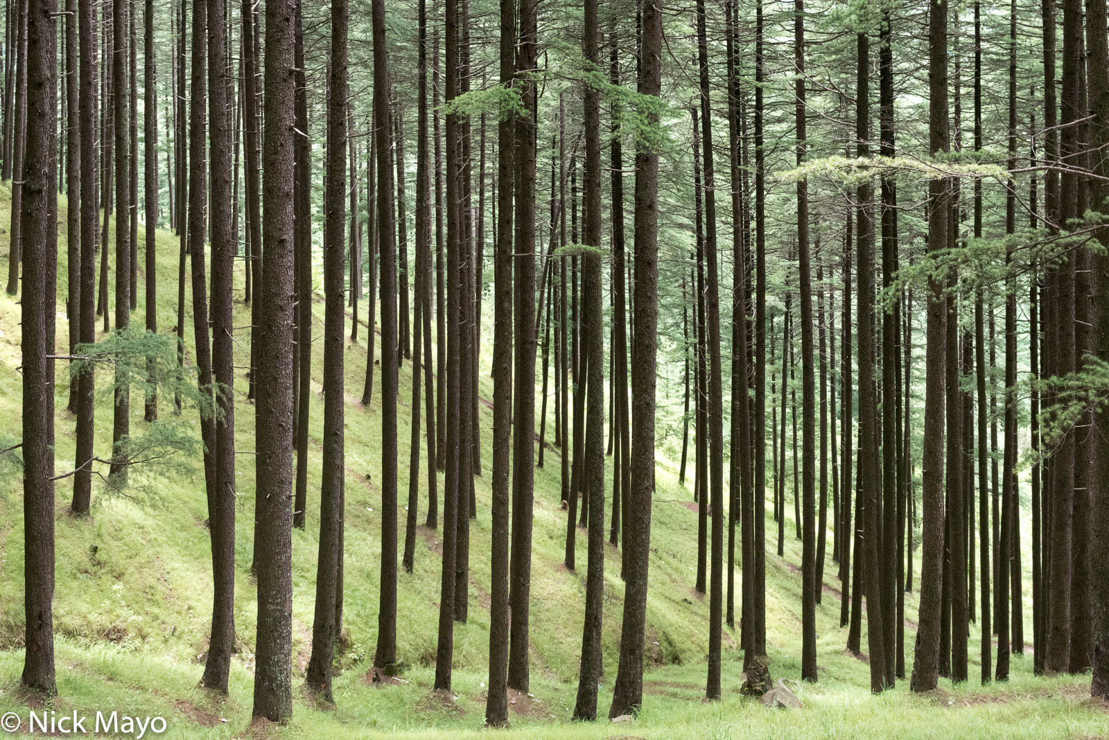 Lebanese cedar forest near the village of Nathan in the Kulu valley.