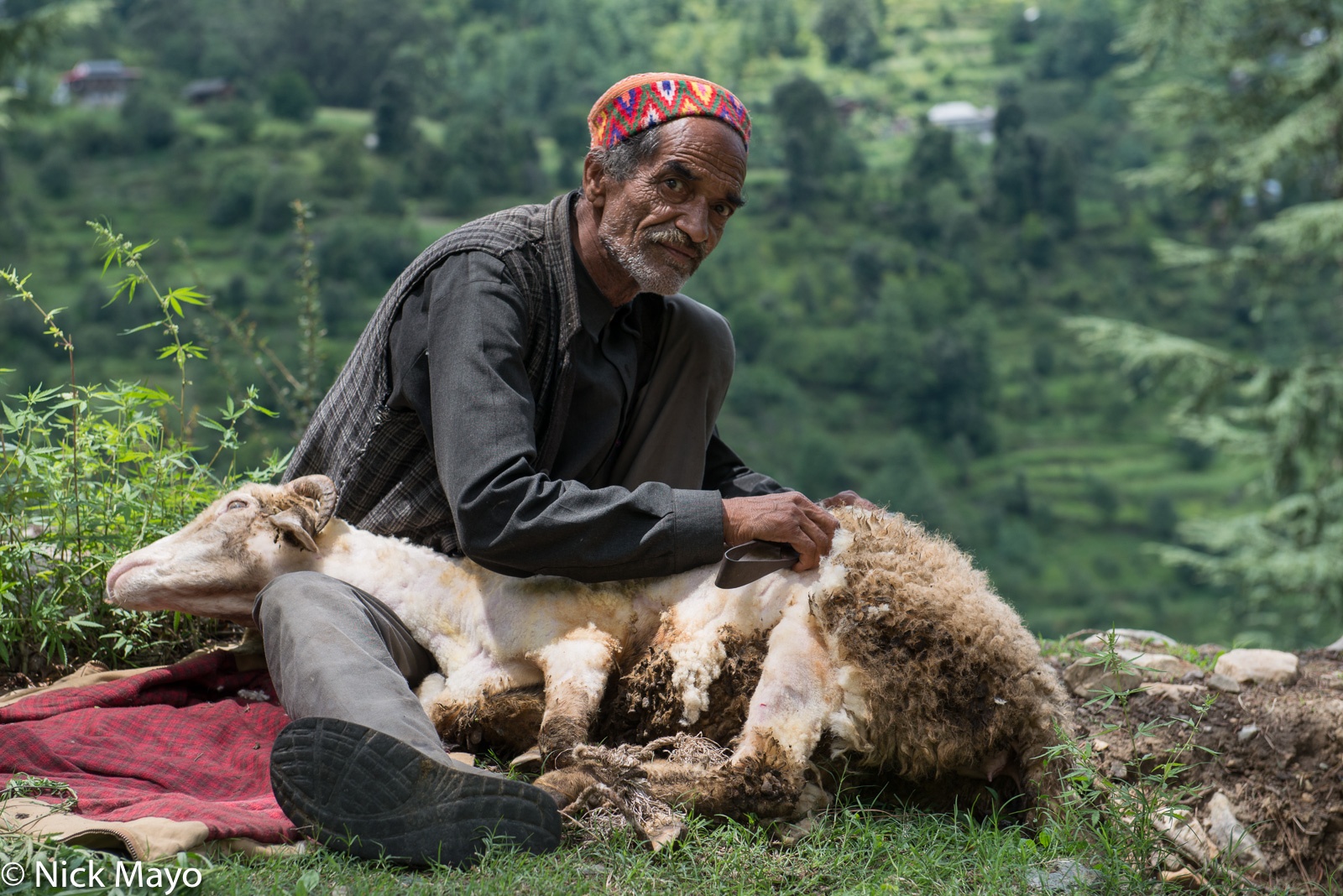 A Kulu shepherd in a traditional hat shearing a sheep near Jibhi.