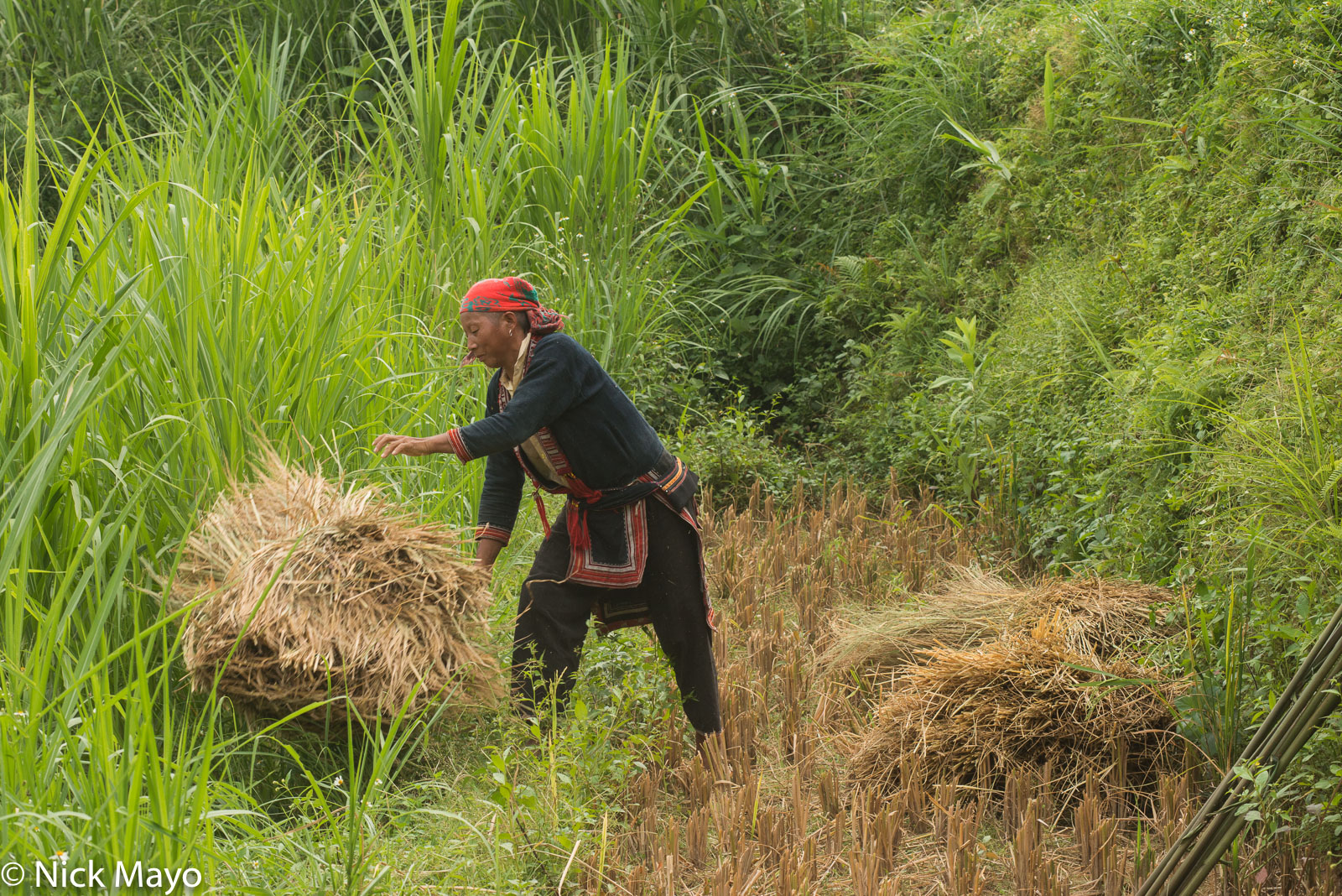 A Red Dao woman throwing down freshly cut paddy rice for threshing near Tan Minh.