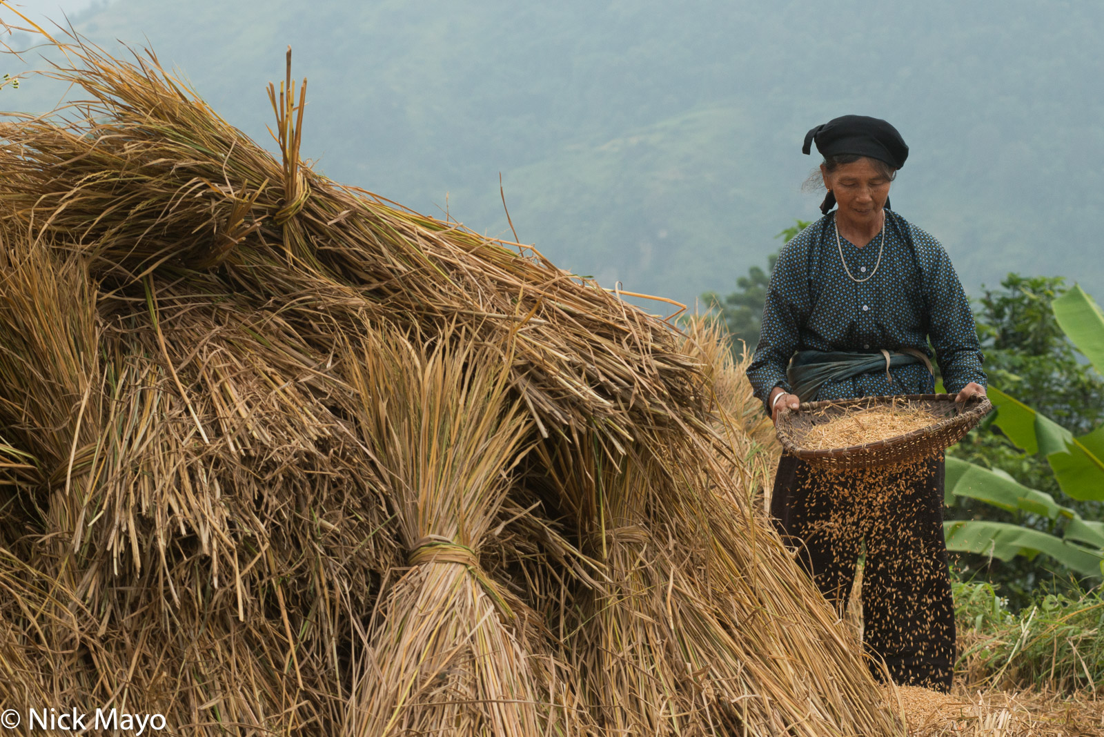 A Tay (Zhuang) woman winnowing paddy rice at Tu Nhan.