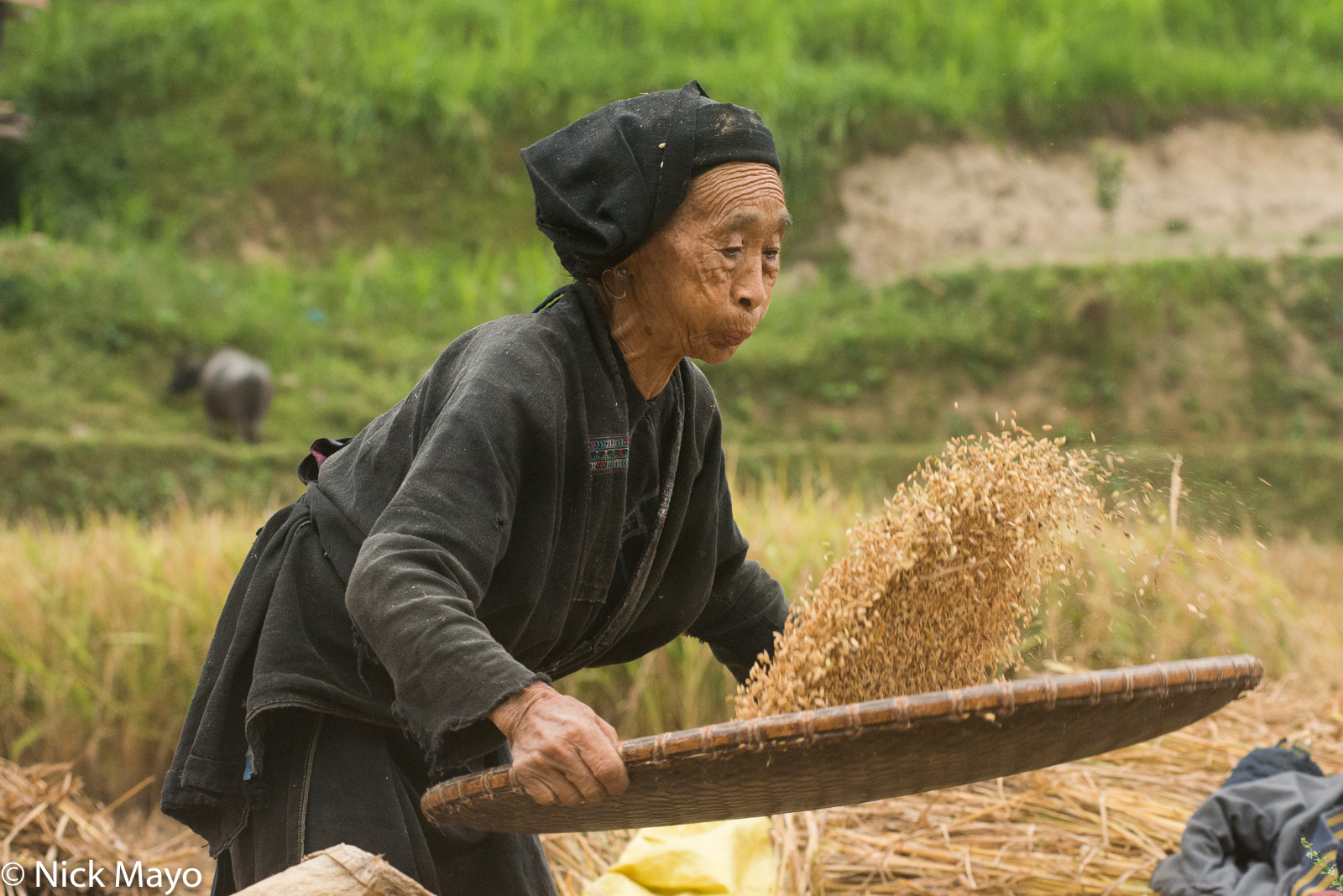 A La Chi woman, in traditional clothes and head scarf, winnowing paddy rice at Ban Phung.