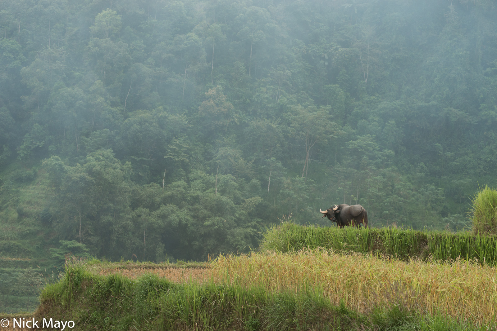 A water buffalo on paddy rice terraces at Suoi Thau.