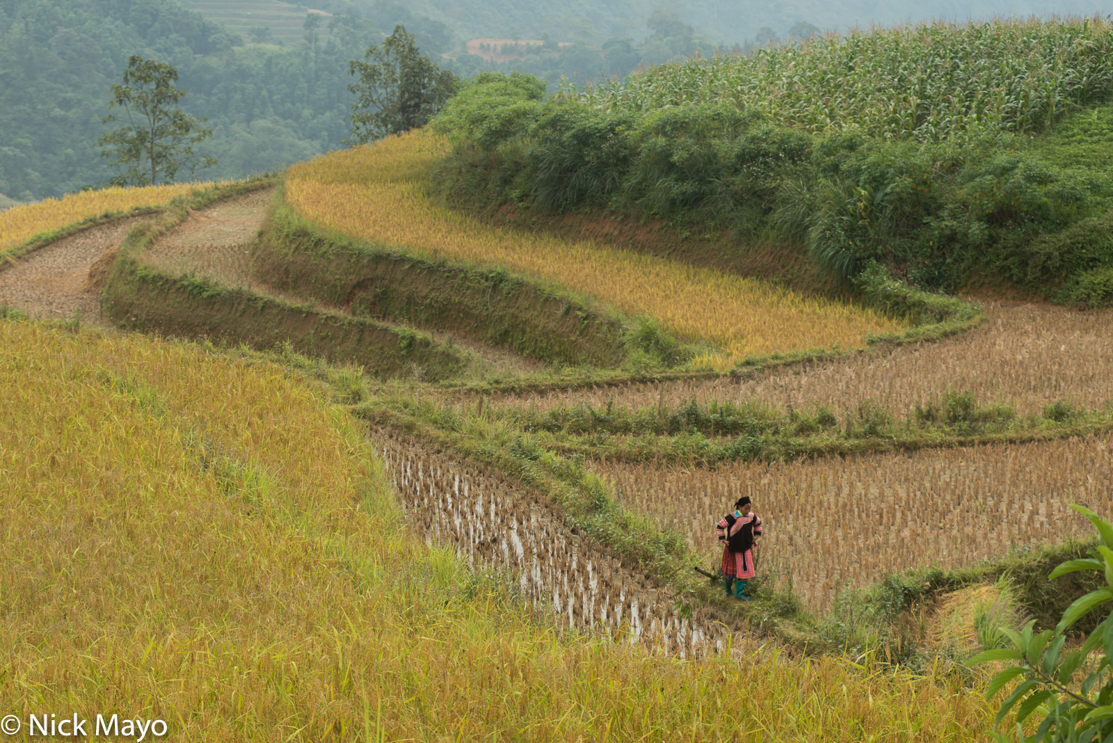 A Flowery Hmong (Miao) woman in freshly cut paddy rice fields near Nam Dich.