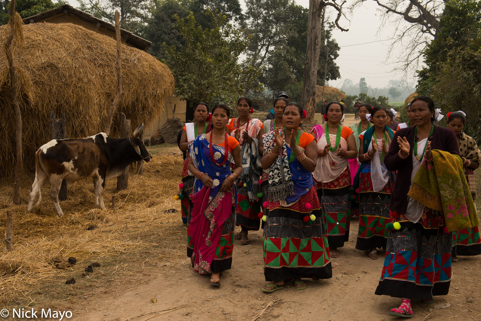 Dangaura Tharu women passing a cow in the village of Patela on the day of the Maghi festival.