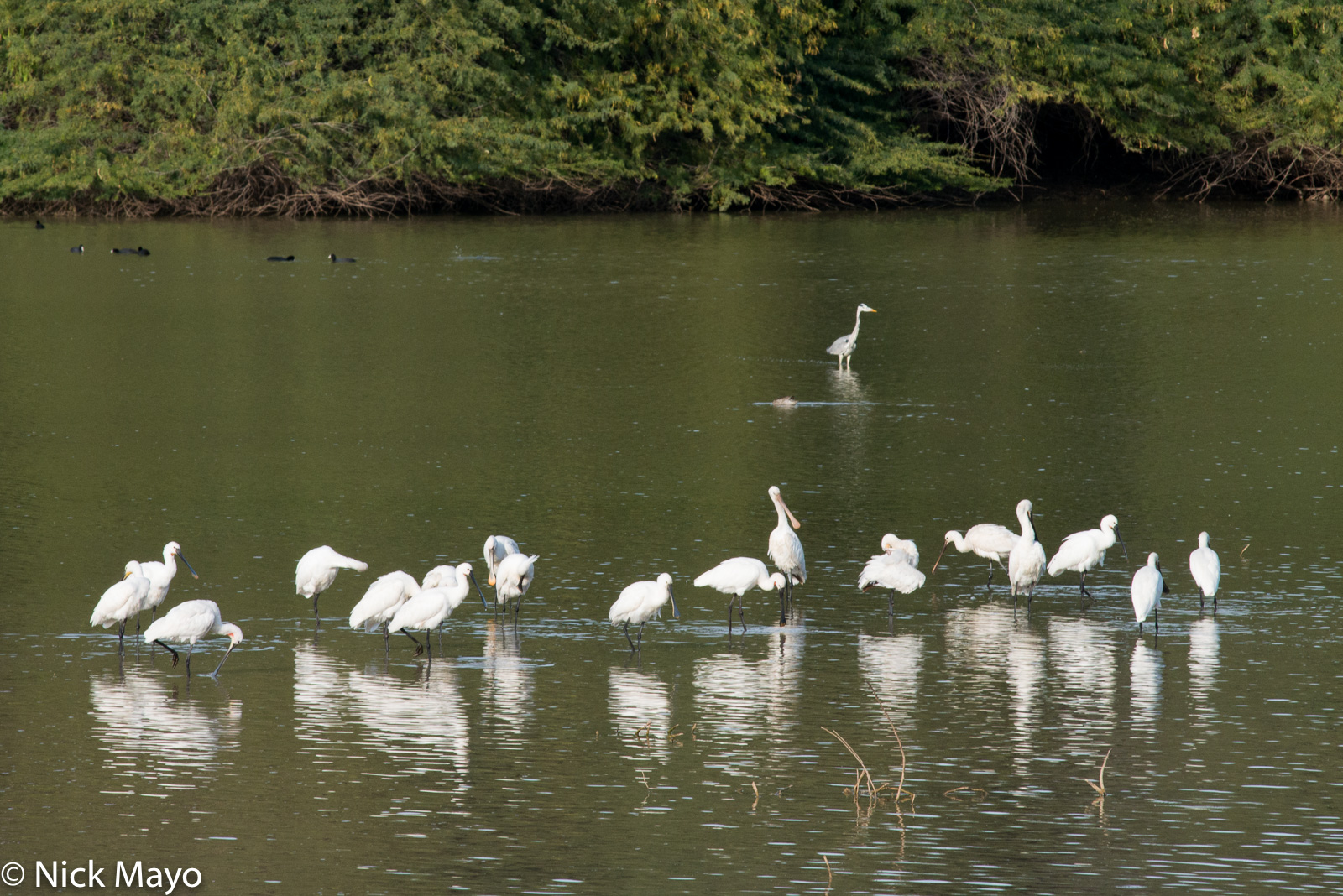 Eurasian spoonbills in the lake at the Gajner Palace hotel.