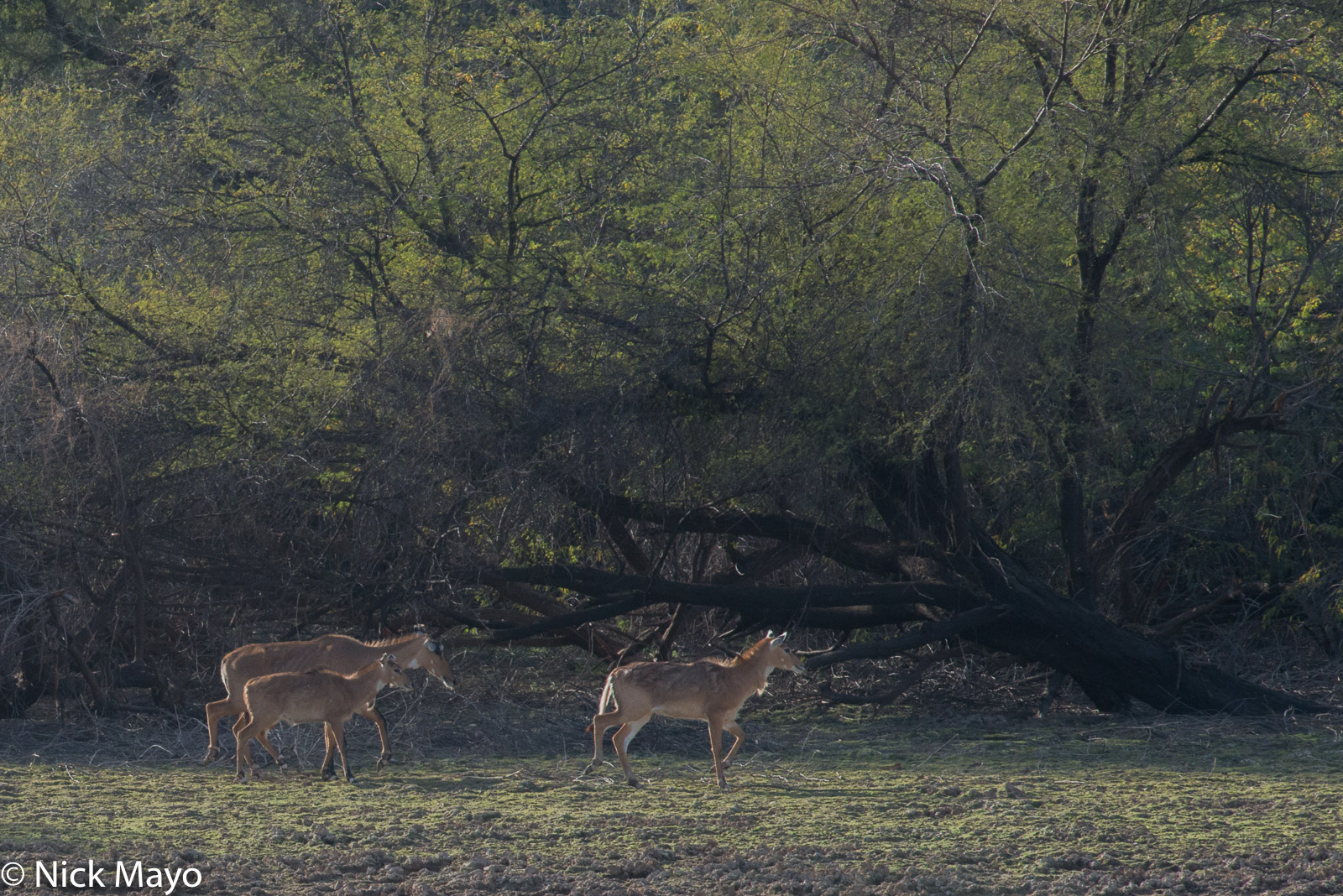 Deer in the grounds of the Gajner Palace hotel.