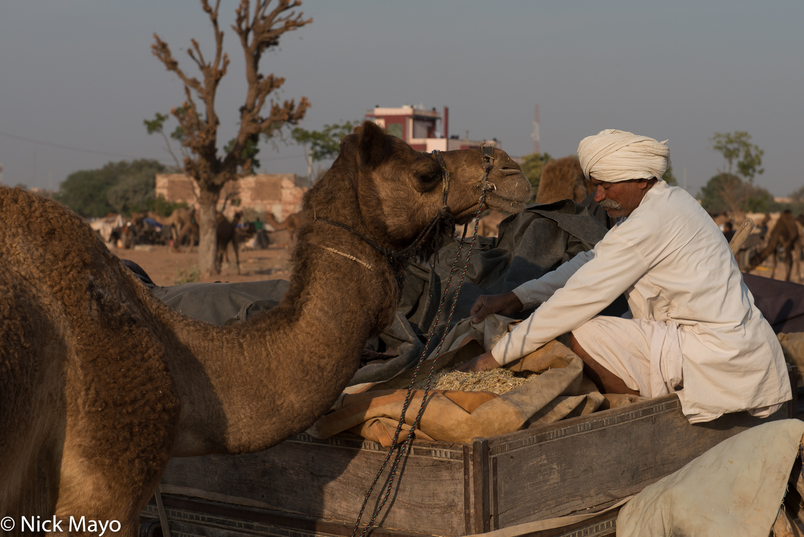 A camel owner feeding his animal at the Nagaur cattle fair.