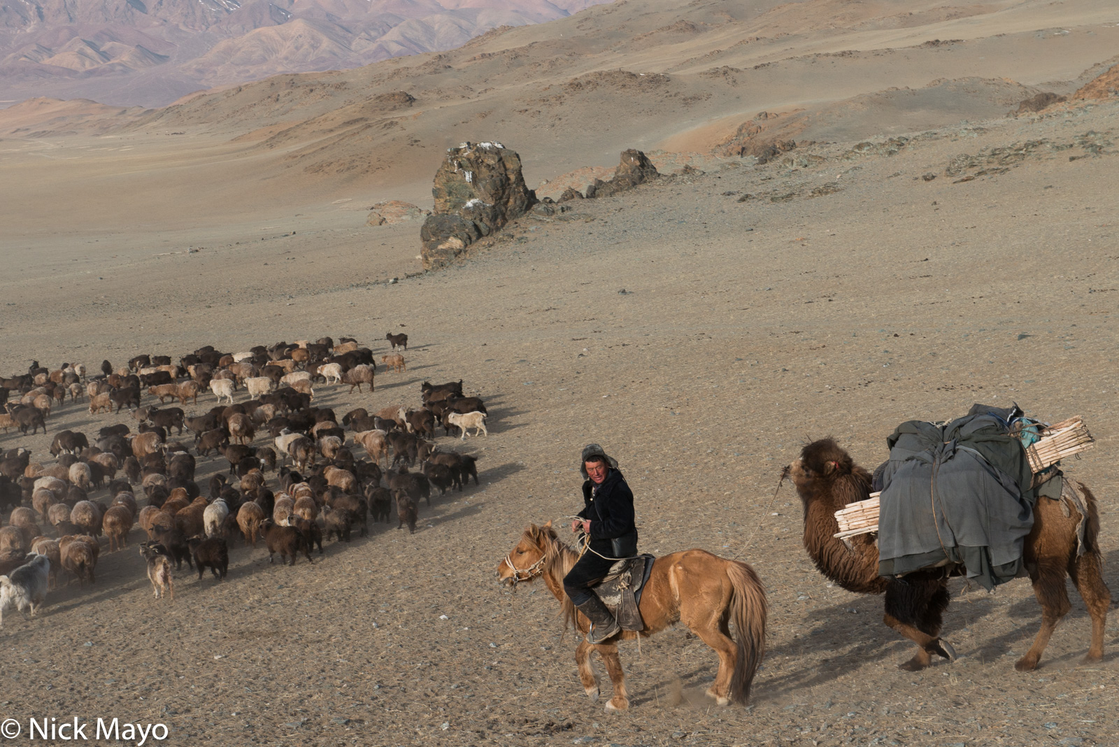 A Kazakh, on his horse and leading a pack camel, with his herd of sheep and goats at the start of their spring migration in Sagsai...