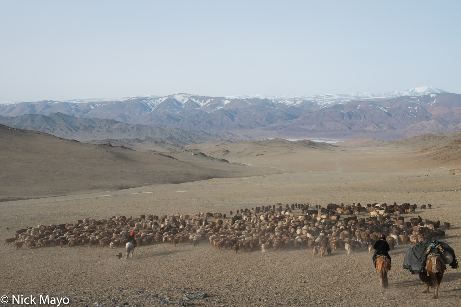 Kazakhs on horseback, one leading a pack camel, with their herd of sheep and goats at the start of the spring migration in Sagsai...