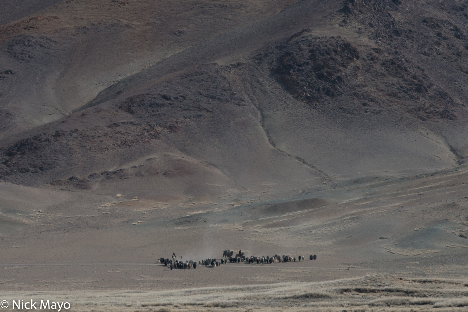 Kazakhs on horseback, one leading a pack camel, herding their yaks at the start of the spring migration in Sagsai sum.