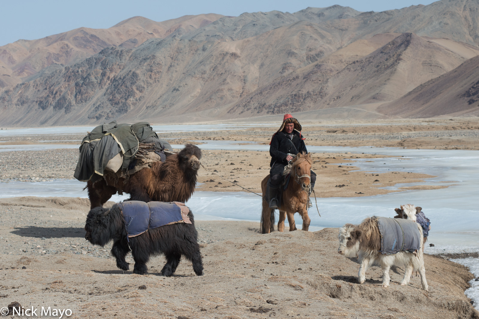 A Kazakh, on horseback and leading a pack camel, herding young yaks during their spring migration in Sagsai sum.