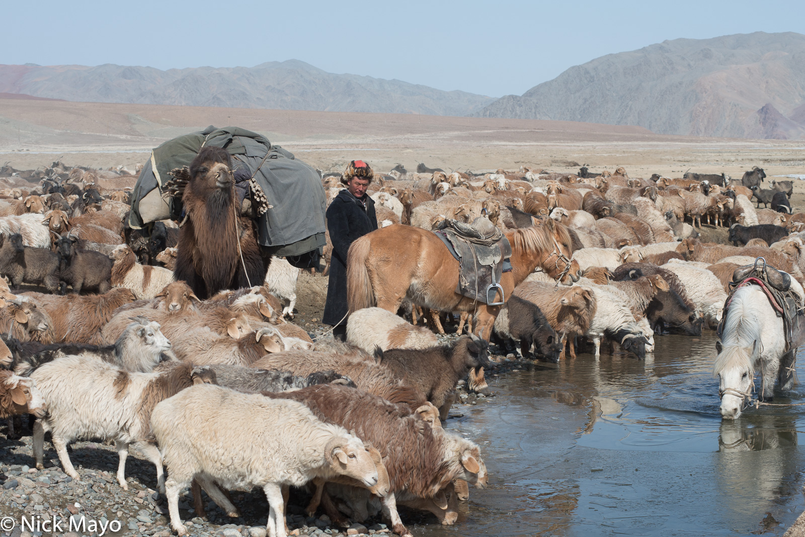 A herd of migrating sheep and goats drinking from a river during the spring migration in Sagsai sum watched over by a Kazakh...