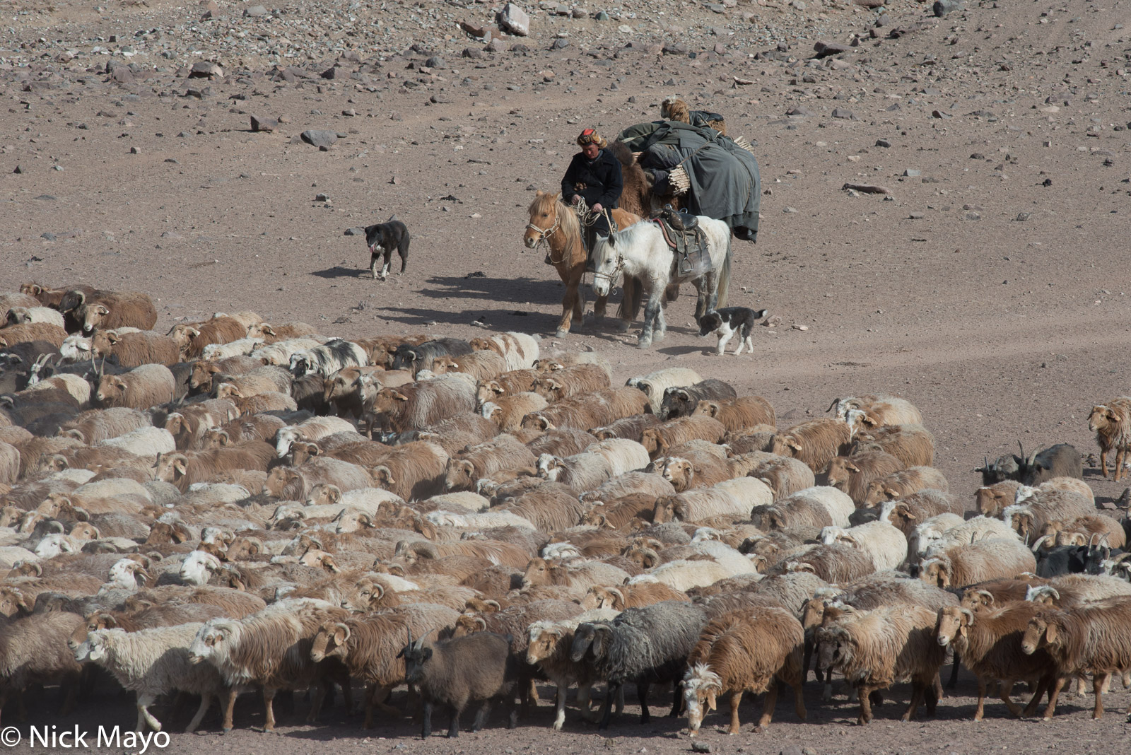 A Kazakh, on his horse and leading a pack camel, with his dogs and herd of sheep and goats during their spring migration in Sagsai...