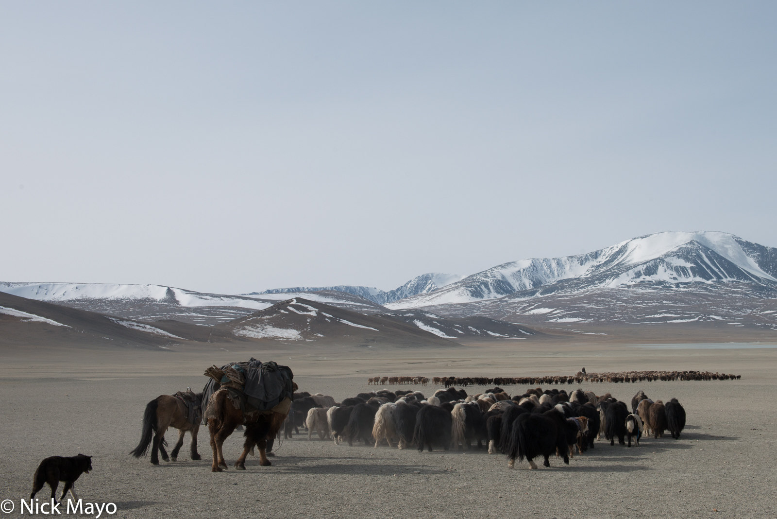 A Kazakh herder driving his sheep, goats and yaks on their spring migration in Sagsai sum followed by a horse, pack camel and...