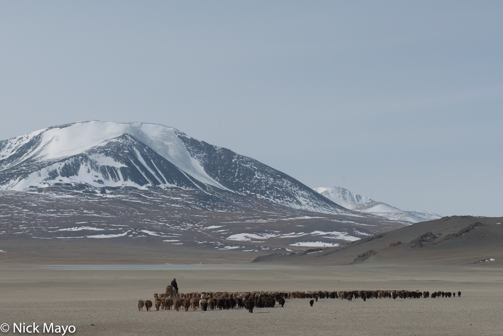 A Kazakh on horseback herding sheep and goats on the spring migration in Sagsai sum.