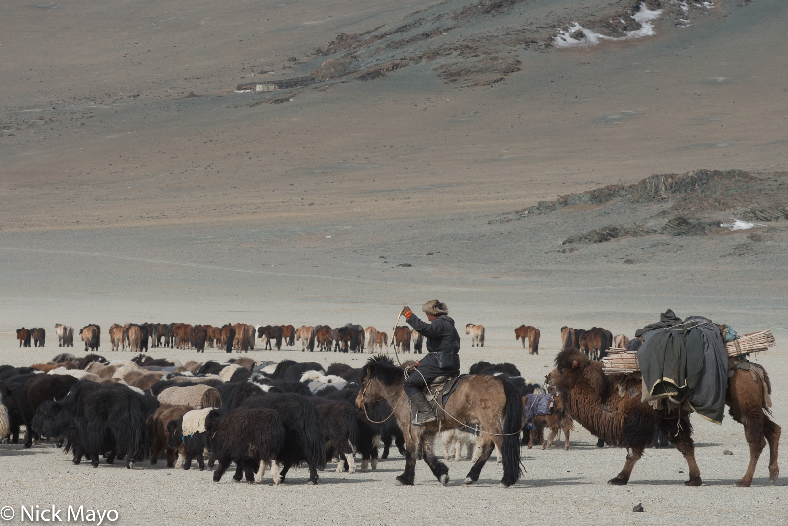 A Kazakh herder, on horseback and leading a pack camel, driving his yaks during their spring migration in Sagsai sum.