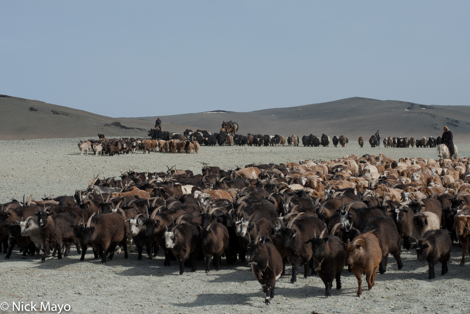 Kazakh herdsmen on horseback, one leading a pack camel, driving their sheep, goats and yaks forward during the spring migration...