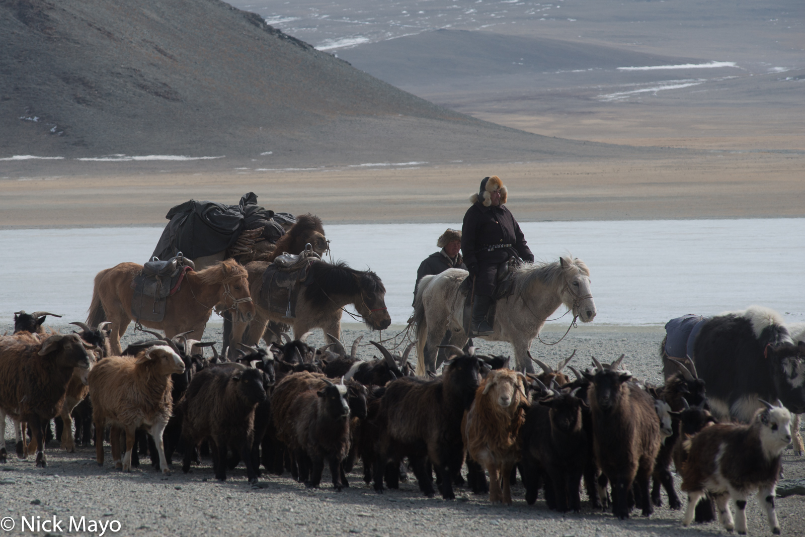 Kazakh herdsmen with their horses and pack camel driving their sheep and goats during the spring migration in Sagsai sum.