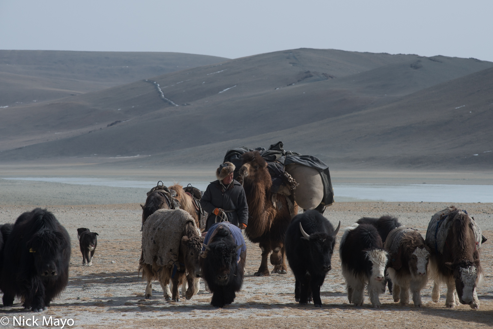A Kazakh, leading a horse and pack camel, herding young yaks during their spring migration in Sagsai sum.
