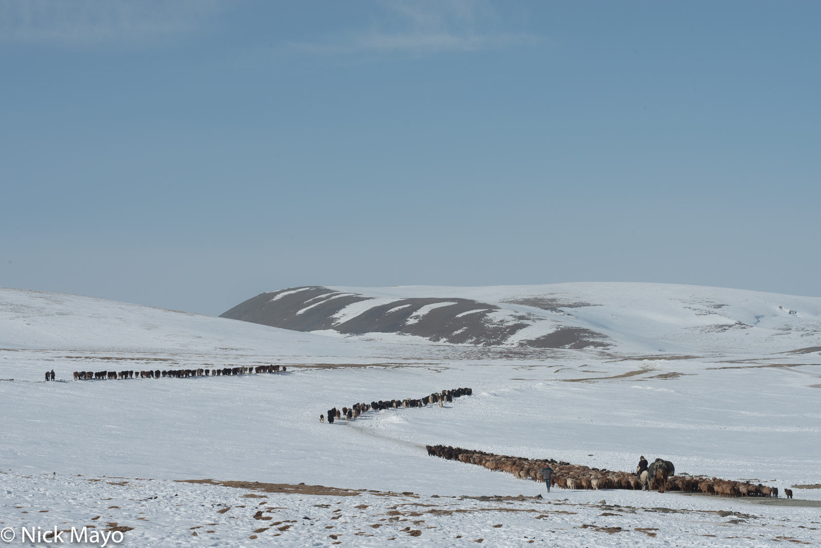 Migrating sheep, goats, yaks and horses being driven to a pass in Sagsai sum by Kazakh herdsmen who are accompanied by their...