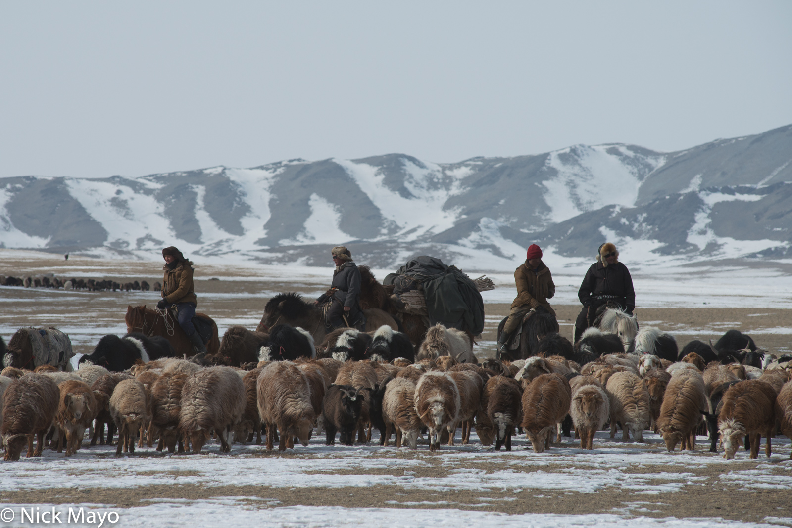 Kazakh herdsmen on horseback driving their sheep, goats and yaks during the spring migration in Sagsai sum accompanied by their...