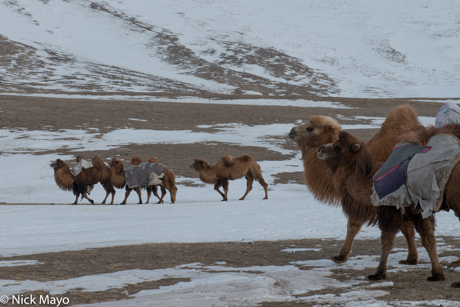 Bactrian camels in a snowy valley in Sagsai sum.