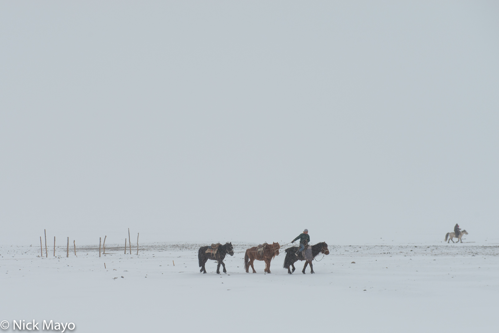 A Kazakh herdsman from Ulaakhus sum leads his horses to shelter during a snow storm.
