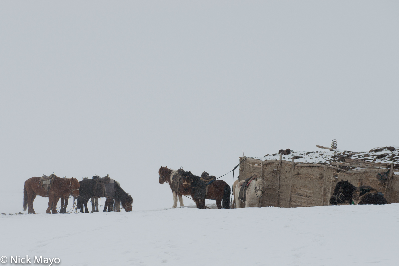 Horses tethered at a Kazakh homestead in Ulaakhus sum during a spring snow storm.