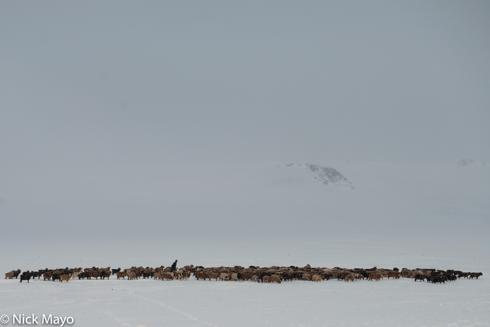 A Kazakh in Ulaakhus sum herding his sheep and goats during a spring snow storm.