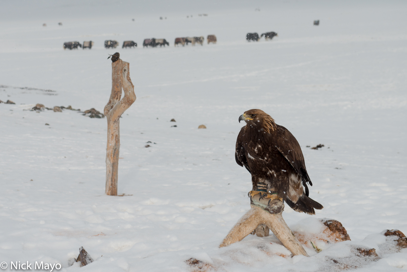 A golden eagle, trained for hunting, on it's home perch in the Ulaakhus sum of the Altai mountains.