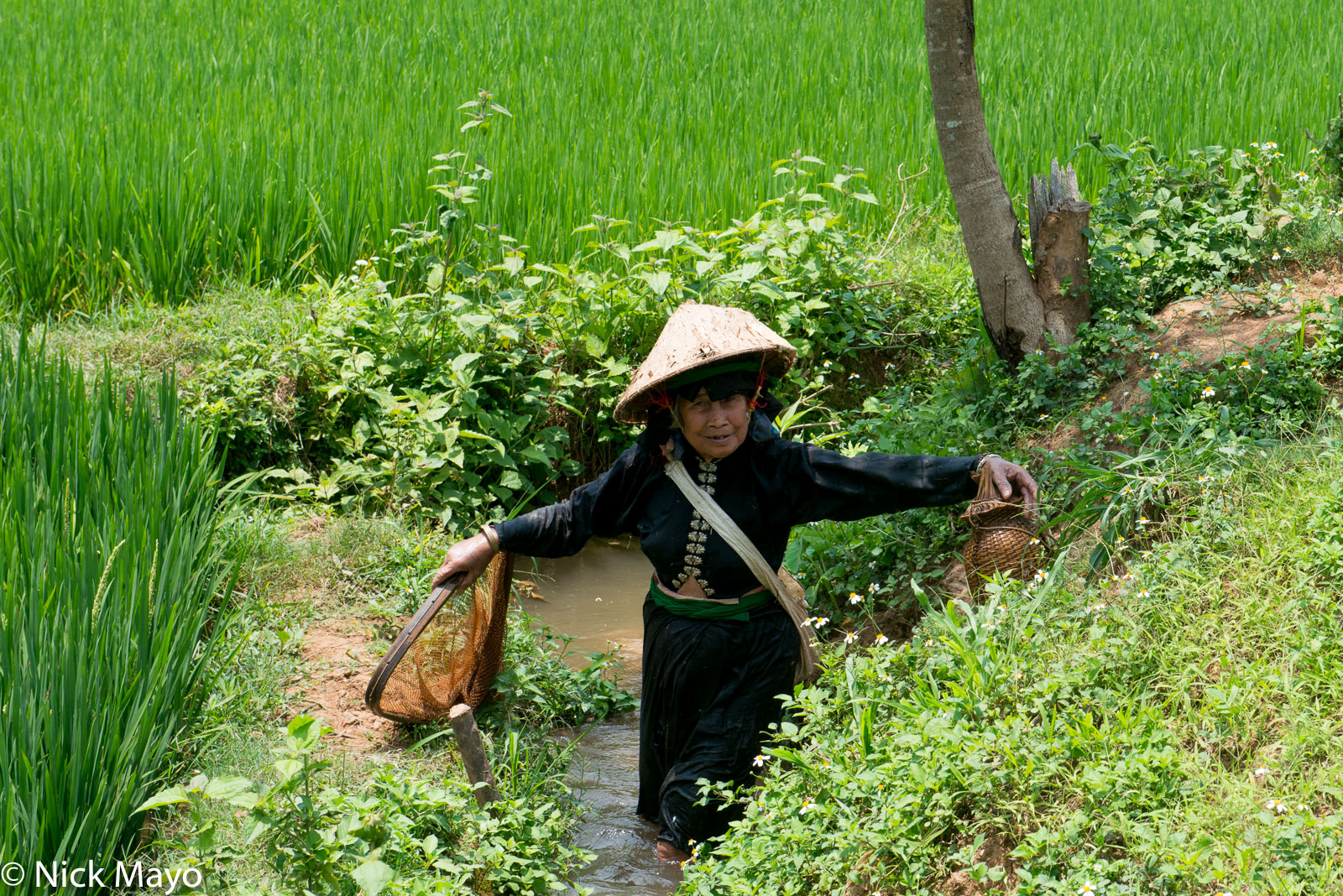 A Black Thai (Dai) woman with her fishing net in a stream running through paddy rice fields near Thuan Chau.