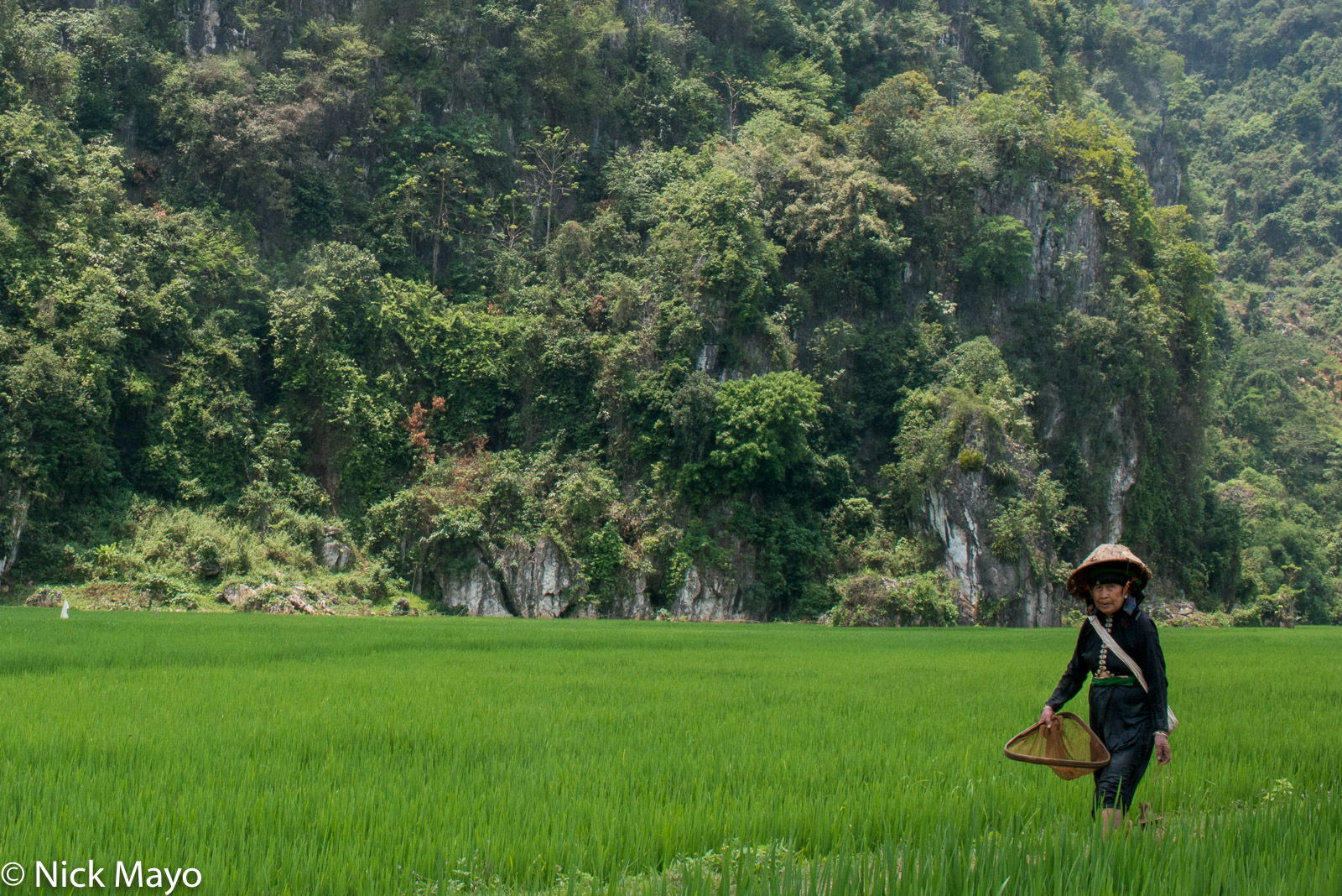 A Black Thai (Dai) woman carrying her fishing net walking through paddy rice fields near Thuan Chau.