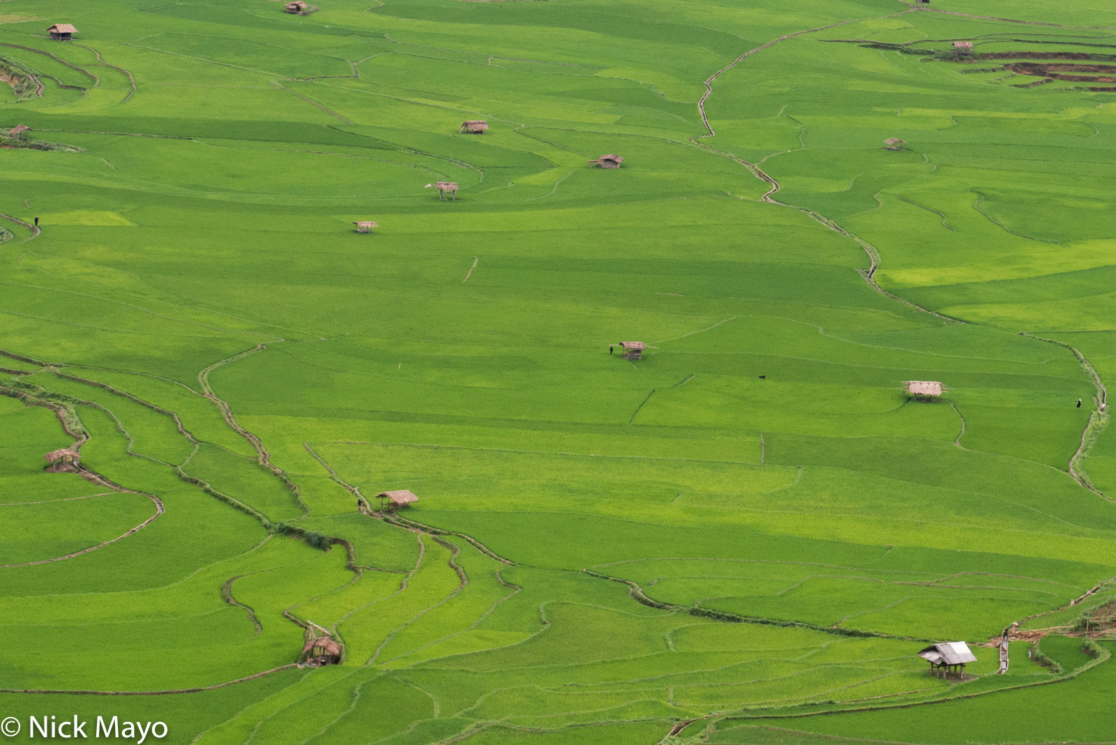 Field huts sit amongst ripe paddy rice at Ta Phinh.